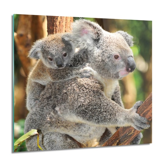 ArtprintCave, Koala matka dziecko Obraz szklany ścienny, 60x60 cm ArtPrintCave