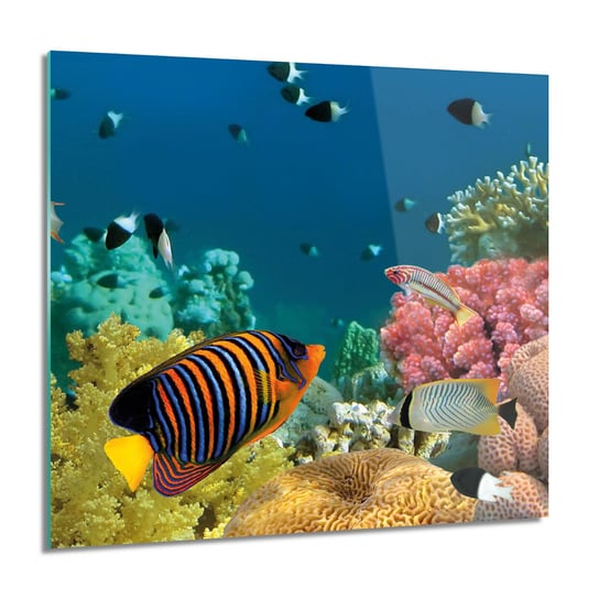 ArtprintCave, Kolorowe ryby rafa obraz szklany na ścianę, 60x60 cm ArtPrintCave