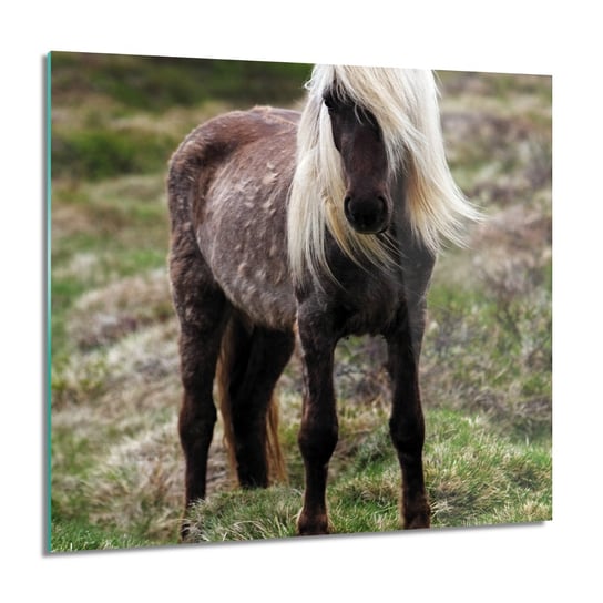ArtprintCave, Koń irlandzki trawa kwadrat foto na szkle, 60x60 cm ArtPrintCave