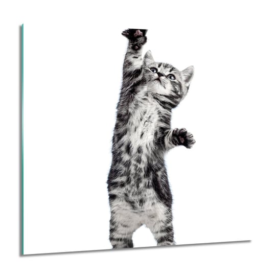 ArtprintCave, Kot pazury łapy foto szklane ścienne, 60x60 cm ArtPrintCave