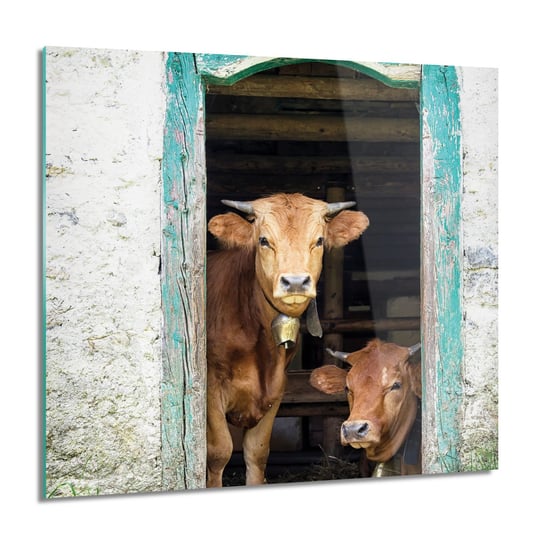 ArtprintCave, Krowy dzwonki obora obraz szklany na ścianę, 60x60 cm ArtPrintCave