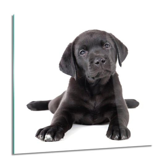 ArtprintCave, Labrador szczeniak obraz na szkle, 60x60 cm ArtPrintCave