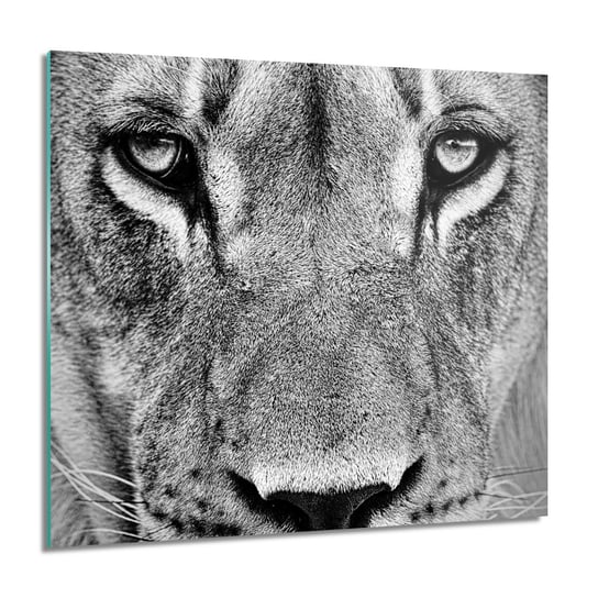 ArtprintCave, Lew głowa oczy foto na szkle ścienne, 60x60 cm ArtPrintCave