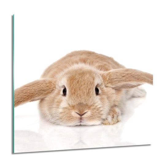 ArtprintCave, Leżący królik obraz na szkle ścienny, 60x60 cm ArtPrintCave