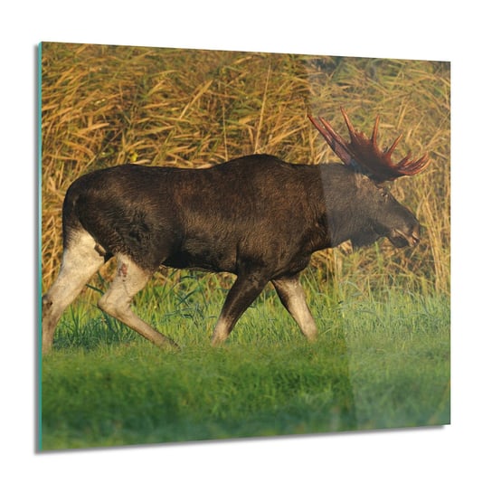 ArtprintCave, Łoś jesień trawa foto-obraz obraz na szkle, 60x60 cm ArtPrintCave