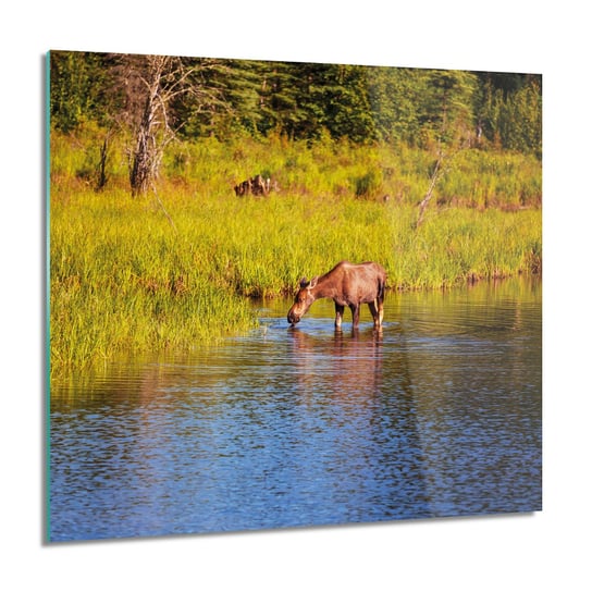 ArtprintCave, Łoś jezioro natura nowoczesne obraz szklany, 60x60 cm ArtPrintCave