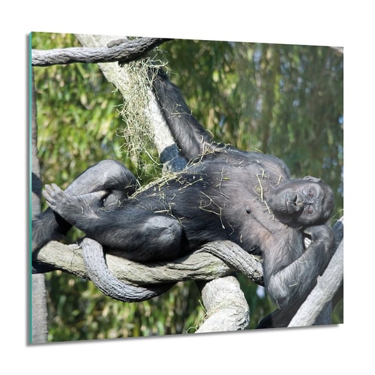 ArtprintCave, Małpa goryl drzewo foto-obraz obraz szklany, 60x60 cm ArtPrintCave