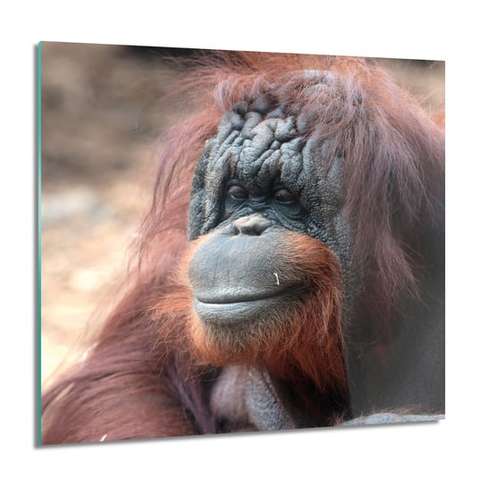 ArtprintCave, Małpa orangutan foto szklane ścienne, 60x60 cm ArtPrintCave