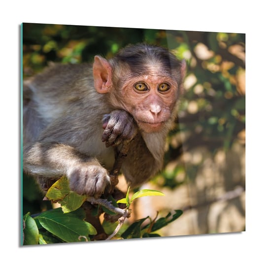 ArtprintCave, Małpa w lesie kwadrat foto na szkle, 60x60 cm ArtPrintCave