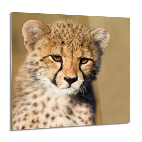 ArtprintCave, Mały gepard grafika obraz na szkle na ścianę, 60x60 cm ArtPrintCave