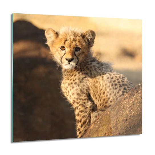 ArtprintCave, Mały gepard obraz na szkle ścienny, 60x60 cm ArtPrintCave