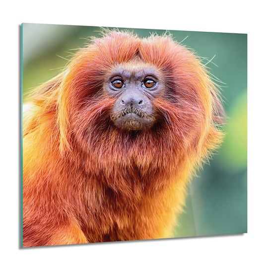 ArtprintCave, Marmozeta lwia małpa foto szklane ścienne, 60x60 cm ArtPrintCave
