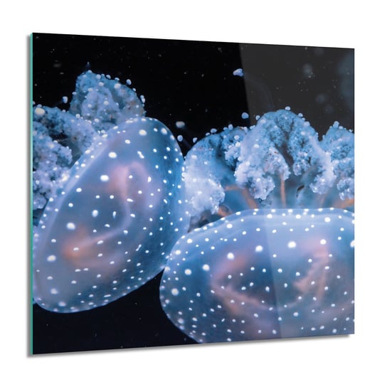 ArtprintCave, Meduzy ocean morze foto na szkle ścienne, 60x60 cm ArtPrintCave
