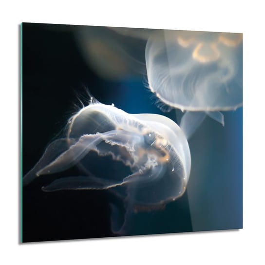 ArtprintCave, Meduzy ocean morze obraz szklany ścienny, 60x60 cm ArtPrintCave
