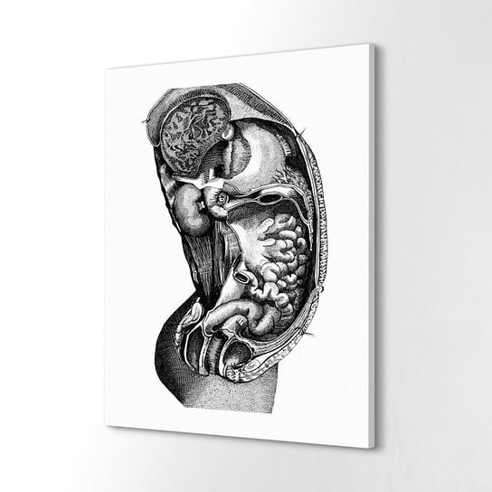 ArtPrintCave, Obraz canvas, 40x60 cm Anatomia narządy wnętrze szkic ArtPrintCave