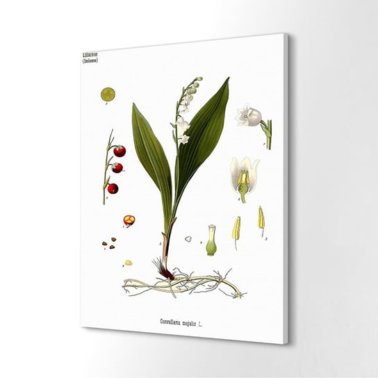 ArtPrintCave, Obraz canvas, 40x60 cm Natura retro kwiat konwalia ArtPrintCave