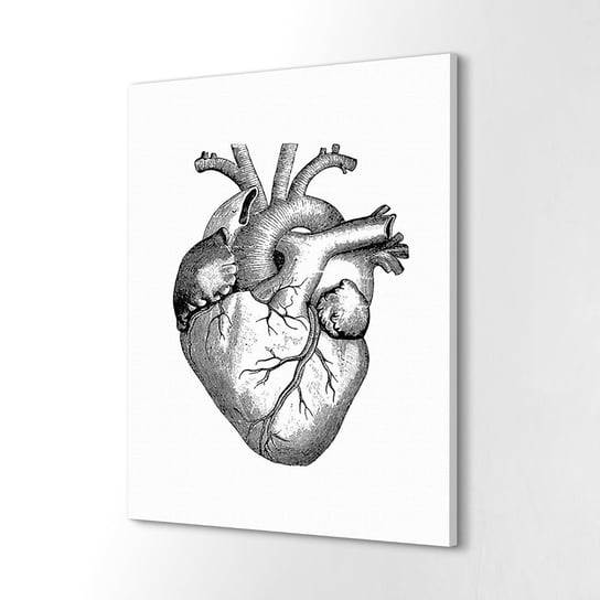ArtPrintCave, Obraz canvas ozdoba ścienna 60x80 cm Anatomia serce ArtPrintCave