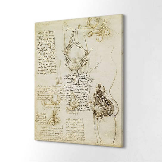 ArtprintCave, obraz na płótnie Da Vinci Układ rozrodczy, 40x60 cm ArtPrintCave