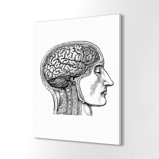 ArtprintCave, obraz na płótnie do jadalni Mózg twarz głowa, 40x60 cm ArtPrintCave