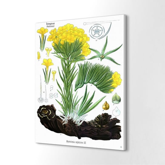 ArtprintCave, obraz na płótnie Farbownik Natura kwiat, 40x60 cm ArtPrintCave