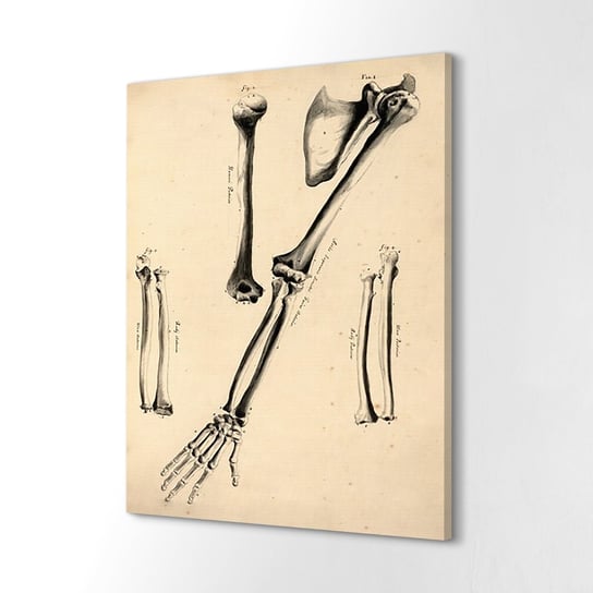 ArtprintCave, obraz na płótnie John Fotherby Kości ręka, 40x60 cm ArtPrintCave