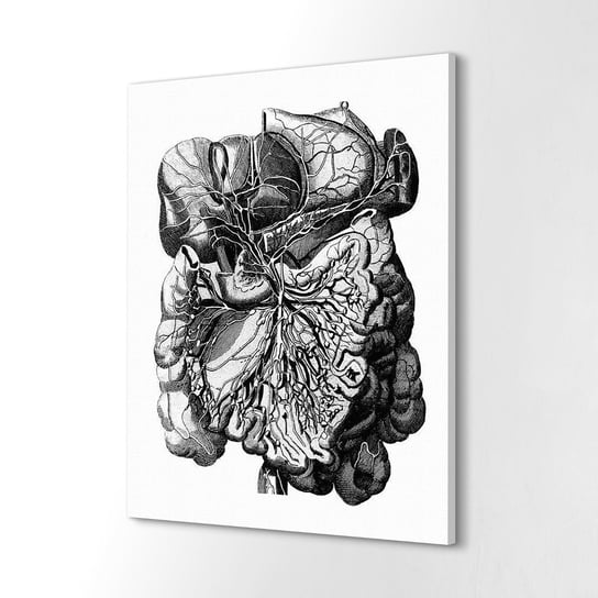 ArtprintCave, obraz na płótnie Organy wewnętrzne człowieka, 60x80 cm ArtPrintCave