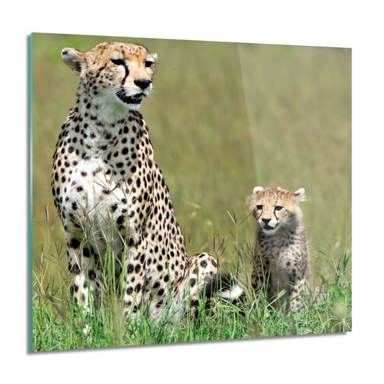 ArtprintCave, Obraz na szkle, Rodzina gepardy, 60x60 cm ArtPrintCave