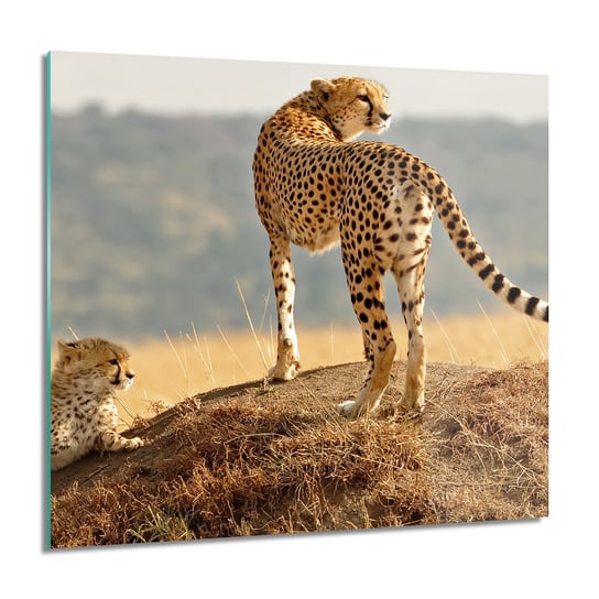ArtprintCave, Obraz na szkle, Rodzina gepardy, 60x60 cm ArtPrintCave