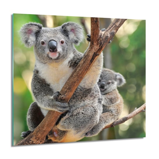 ArtprintCave, Obraz na szkle, Rodzina koala drzewo, 60x60 cm ArtPrintCave