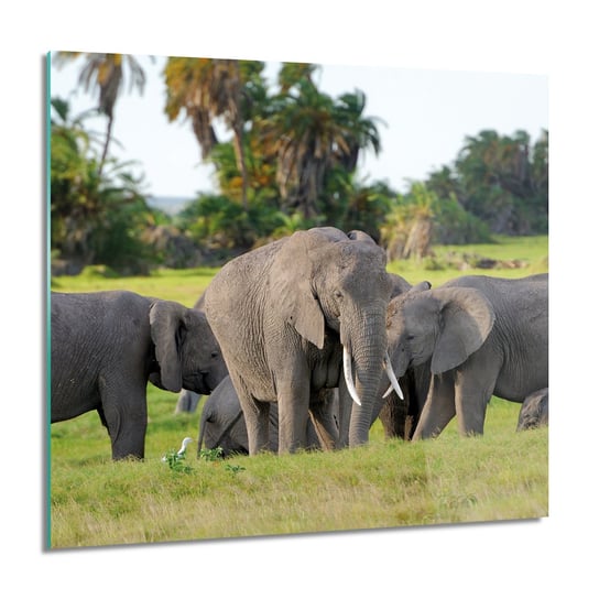 ArtprintCave, Obraz na szkle, Rodzina słoń drzewa, 60x60 cm ArtPrintCave