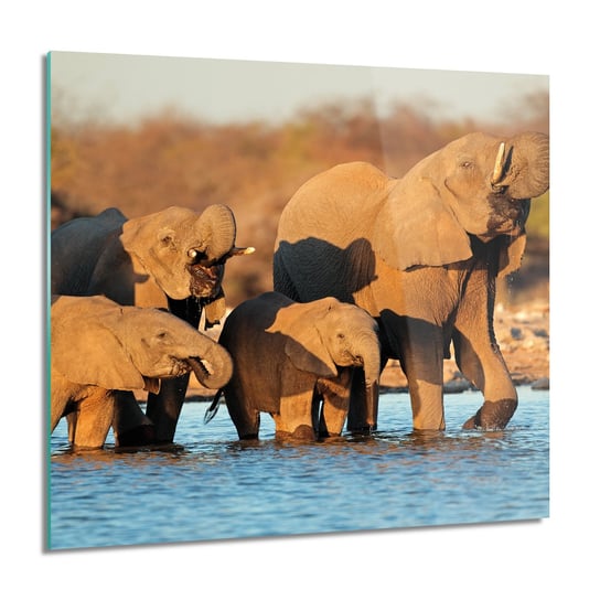 ArtprintCave, Obraz na szkle, Rodzina słoni woda, 60x60 cm ArtPrintCave