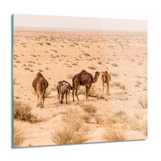 ArtprintCave, Obraz na szkle, Rodzina wielbłądów, 60x60 cm ArtPrintCave