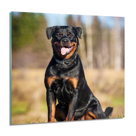 ArtprintCave, Obraz na szkle, Rottweiler pies, 60x60 cm ArtPrintCave