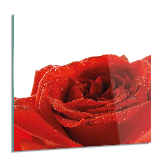 ArtprintCave, Obraz na szkle, Róża pąk płatki rosa, 60x60 cm ArtPrintCave