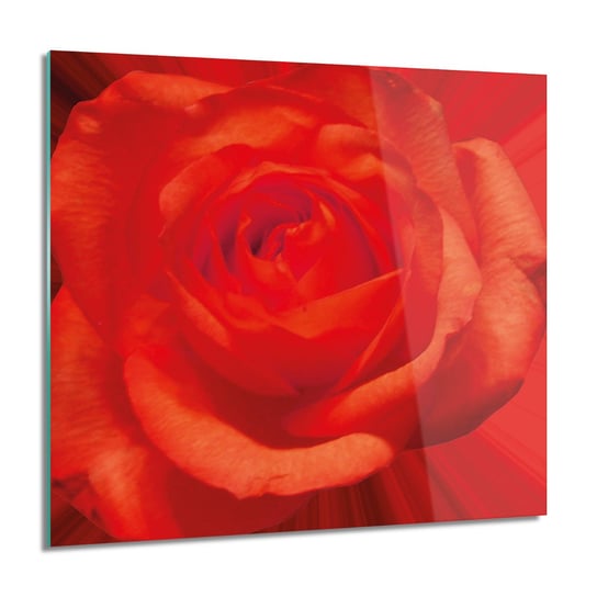 ArtprintCave, Obraz na szkle, Róża płatki makro, 60x60 cm ArtPrintCave