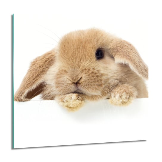 ArtprintCave, Obraz na szkle, Rudy królik, 60x60 cm ArtPrintCave