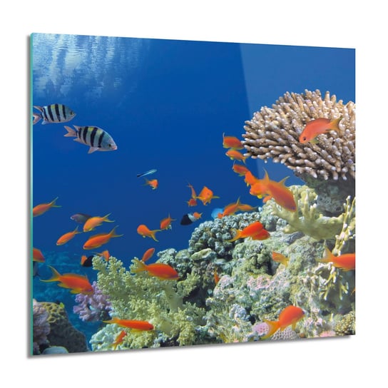 ArtprintCave, Obraz na szkle, Ryby rafa koralowa, 60x60 cm ArtPrintCave