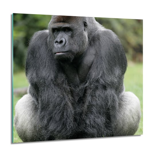 ArtprintCave, Obraz na szkle, Siedzący goryl trawa, 60x60 cm ArtPrintCave