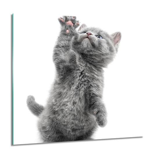 ArtprintCave, Obraz na szkle, Siedzący kot łapka, 60x60 cm ArtPrintCave