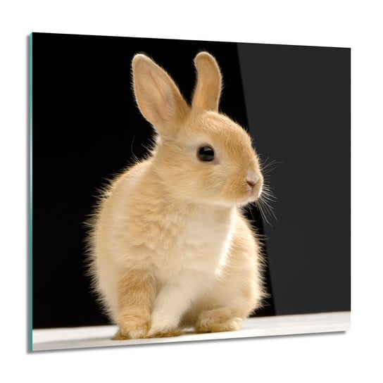 ArtprintCave, Obraz na szkle, Siedzący królik, grafika, 60x60 cm ArtPrintCave