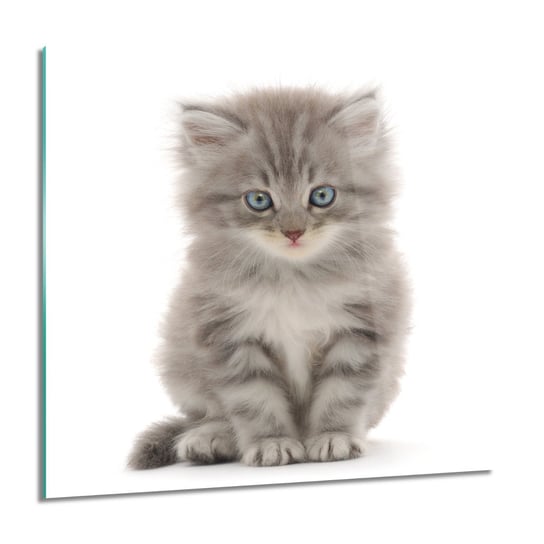 ArtprintCave, Obraz na szkle, Siedzący mały kot, 60x60 cm ArtPrintCave