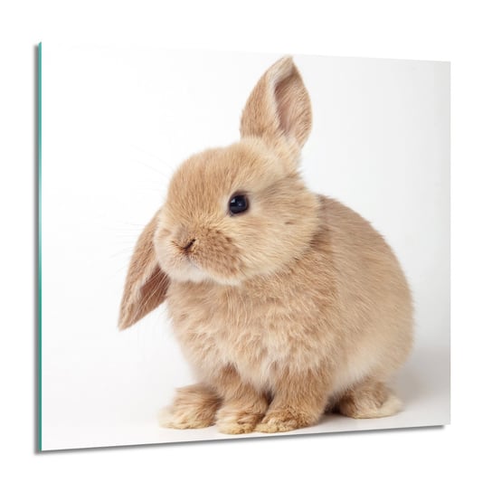 ArtprintCave, Obraz na szkle, Siedzący mały królik, 60x60 cm ArtPrintCave