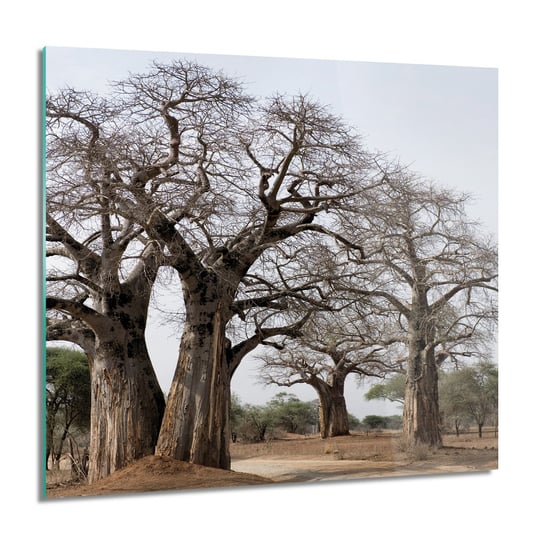 ArtprintCave, Obraz na szkle, Stare drzewa korony, 60x60 cm ArtPrintCave