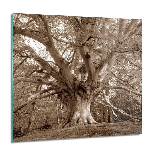 ArtprintCave, Obraz na szkle, Stare drzewo gałęzie, 60x60 cm ArtPrintCave