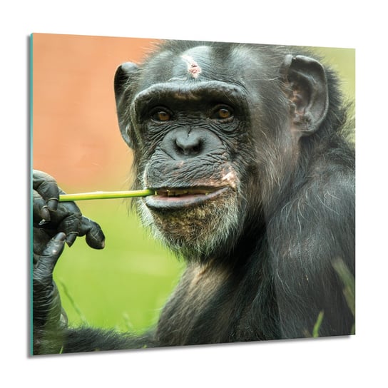 ArtprintCave, Obraz na szkle, Szympans małpa, 60x60 cm ArtPrintCave