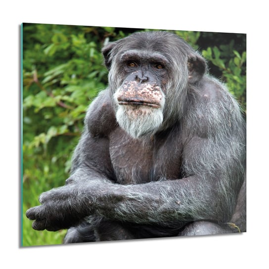 ArtprintCave, Obraz na szkle, Szympans małpa las, 60x60 cm ArtPrintCave