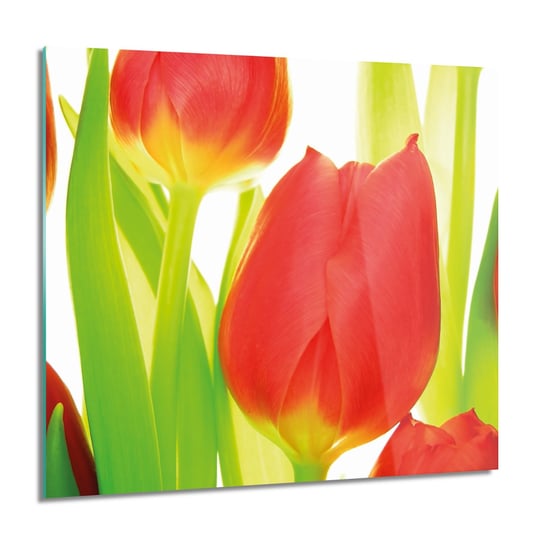 ArtprintCave, Obraz na szkle, Tulipany pąki kwiaty, 60x60 cm ArtPrintCave