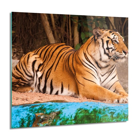 ArtprintCave, Obraz na szkle, Tygrys bengalski, 60x60 cm ArtPrintCave