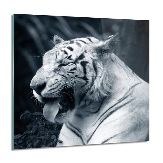 ArtprintCave, Obraz na szkle, Tygrys biały, 60x60 cm ArtPrintCave