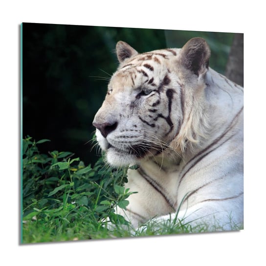 ArtprintCave, Obraz na szkle, Tygrys biały trawa, 60x60 cm ArtPrintCave